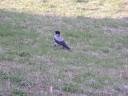 A jackdaw (corvus monedula), very common in Denmark