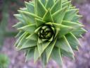 Monkey Puzzle (Kew Gardens)