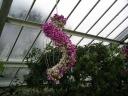 Orkideer (Kew Gardens)