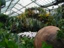 Orkideer mv. (Kew Gardens)