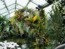 Orkideer mv. (Kew Gardens)