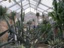 Kaktus (Kew Gardens)