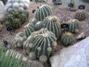 Kaktus (Kew Gardens)