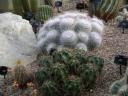 Kaktus (Kew Gardens)