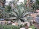 Agave (Kew Gardens)