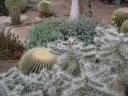 Kaktus (Kew Gardens)