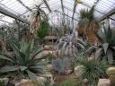 Kaktus (Kew Gardens)