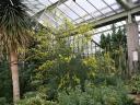 Gule blomster (Kew Gardens)