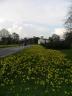 Daffodil Walk (Kew Gardens)