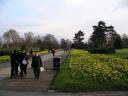 Deffodil Walk (Kew Gardens)