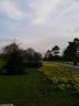 Deffodil Walk (Kew Gardens)