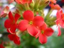 Kalanchoe p meget nrt hold