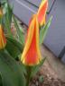 Tulipaner