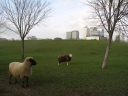 Mudchute Park/Farm, London